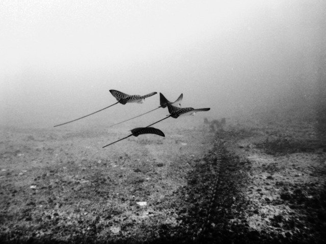 Diving in Honolulu, United States - By Nicholas