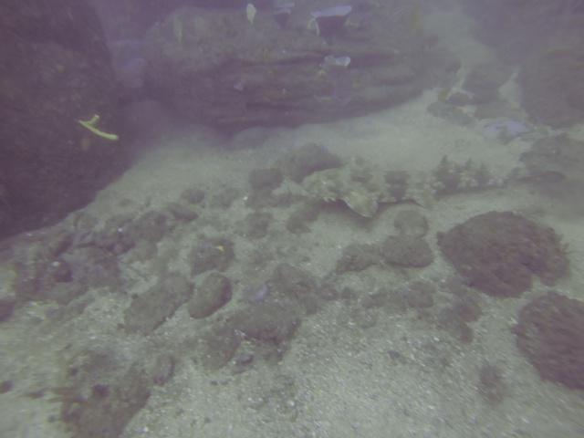 Pro Dive Coogee - Dive Center in Australia