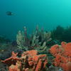 Picture taken during the dive