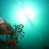 Picture taken during the dive