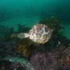 Picture taken during the dive