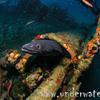 Picture taken during the dive