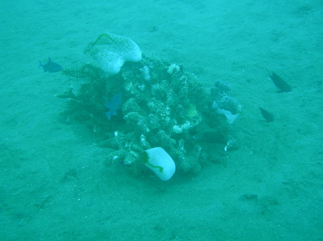 Selang Resort - Dive Center in Indonesia