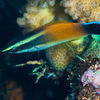 Picture taken during the dive