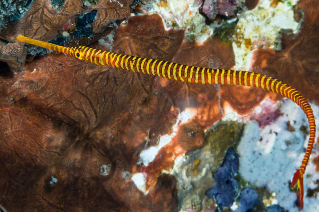 Prana - Dive Center in Philippines