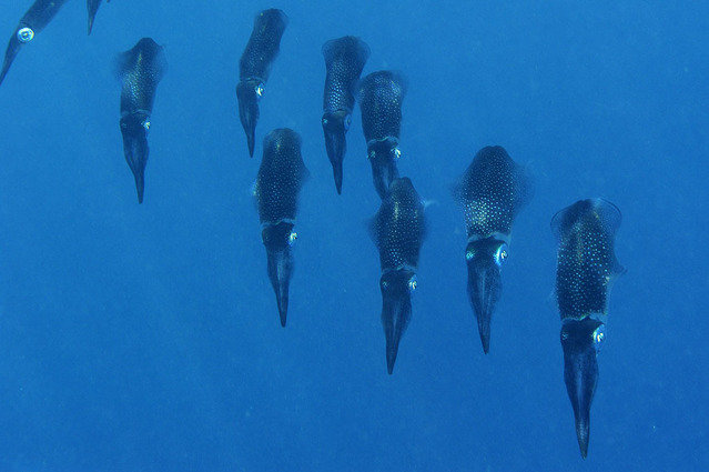 Eurl Sub Excelsus - Dive Center in Reunion