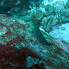 Picture taken during the dive