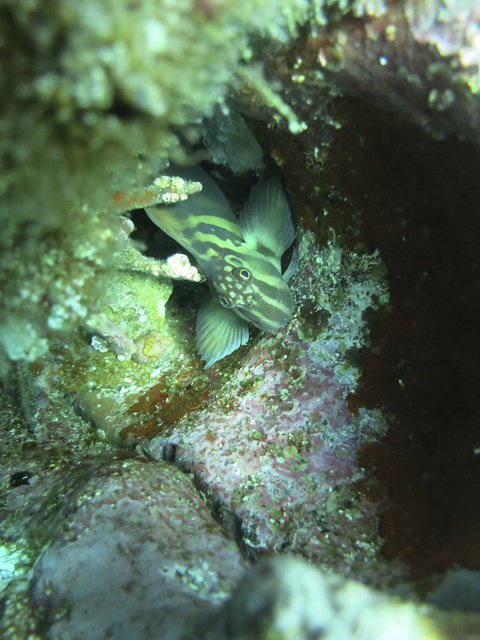 Wreck Bay Diving - Dive Center in Ecuador