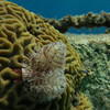 Picture taken during the dive