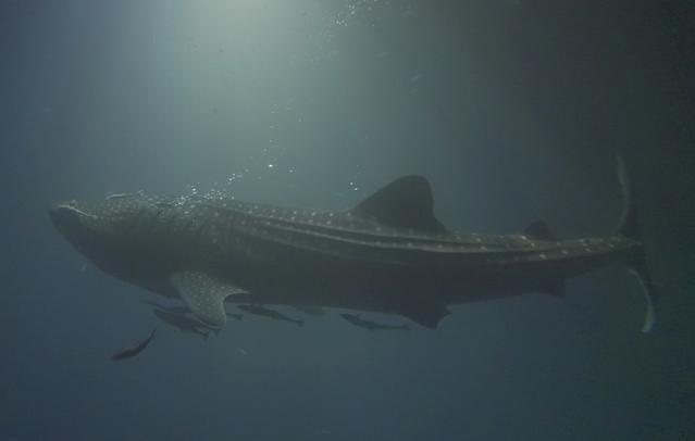 Diving in Nalaguraidhu, Maldives - By Mark Gosling