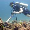 Picture taken during the dive