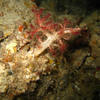 Picture taken during the dive