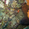 Picture taken during the dive