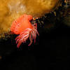 Picture taken during the dive