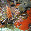 Picture taken during the dive