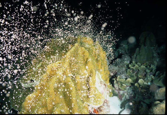 Diving in Australia, Northwest Cape Ningaloo Reef - By Bill