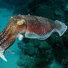 Picture taken during the dive