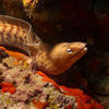 Picture taken during the dive