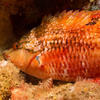 Picture taken during the dive