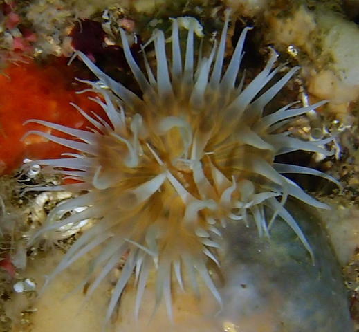 Anthia Diving Center-Madeira - Dive Center in Portugal