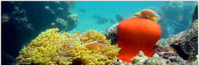 Blue Marine Diving - Dive Center in Kenya