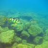 Picture taken during the dive