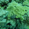 Picture taken during the dive