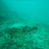 Picture taken during the dive