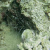 Picture taken during the dive