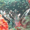 Picture taken during the dive