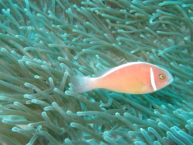 Big Apple Dive Resort - Dive Center