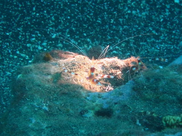 Maui Dive Shop Maalaea - Dive Center in United States