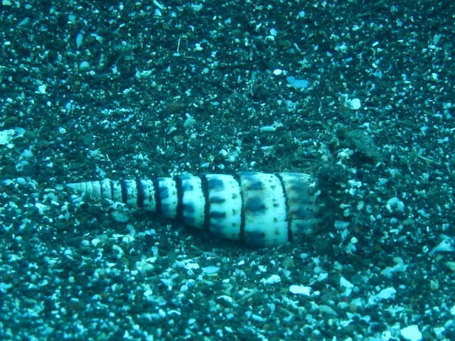 Maui Dive Shop Maalaea - Dive Center in United States