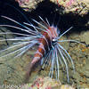 Picture taken during the dive