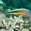 Picture taken during the dive