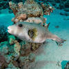 Picture taken during the dive
