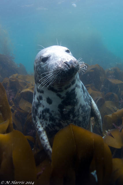 Diving in Falmouth, United Kingdom - By Mark Harris