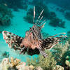 Picture taken during the dive
