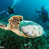 Picture taken during the dive