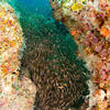 Picture taken during the dive