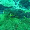 Picture taken during the dive