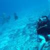 Picture taken during the dive