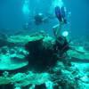 Picture taken during the dive