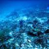 Picture taken during the dive