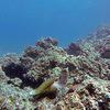 Picture taken during the dive
