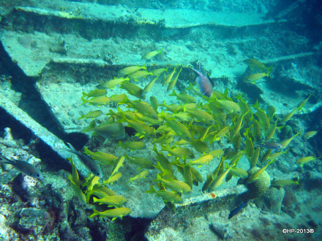 Red Sail Sports Aruba NV - Dive Center in 阿鲁巴