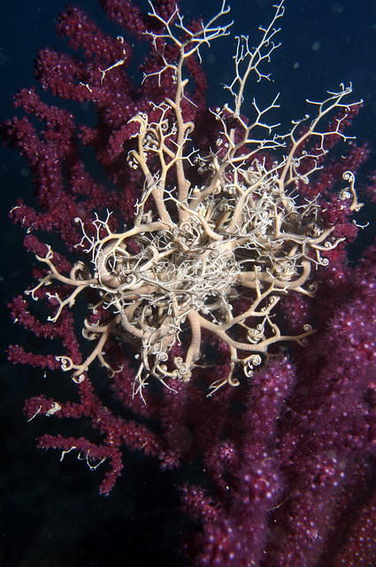 Accademia Blu - Dive Center in Italy