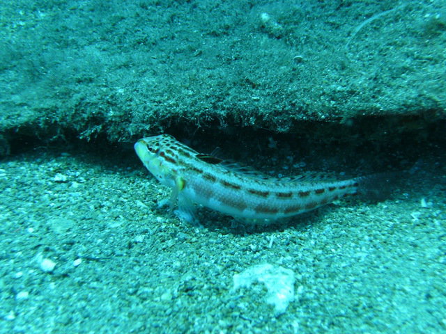 Scuba Luv Maui - Dive Center in United States