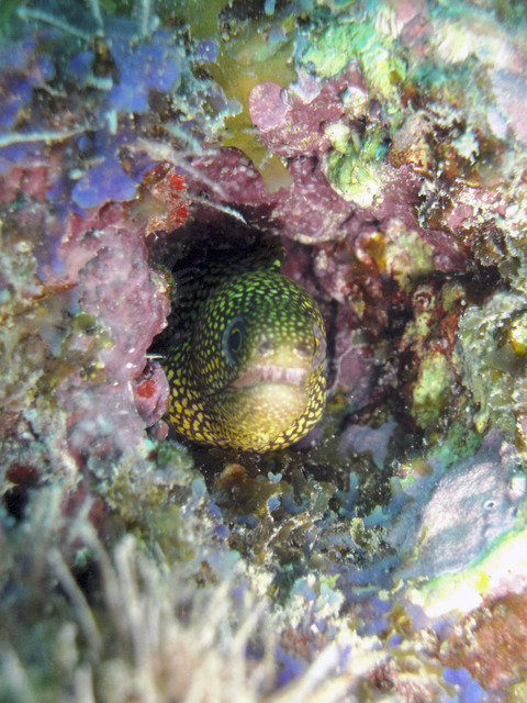 CaboVerdeDiving - Dive Center