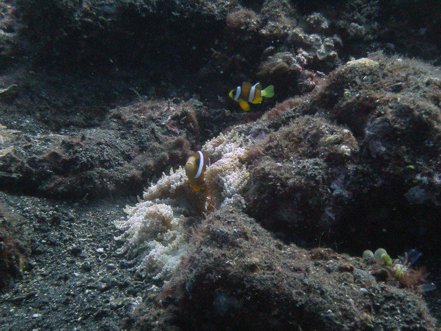 Bali Reef Divers - Dive Center in Indonesia